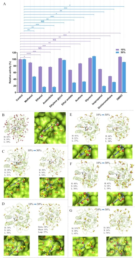 Effects of organic solvents on BWLP activity and structural dynamics. (A) Effects of organic solvents on BWLP activity. (B) Distribution of water on BWLP and representative binding interactions between BWLP and β-casein. Structural changes and secondary-structure distributions of BWLP in the presenc