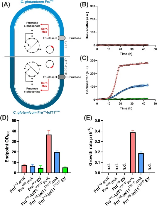 Growth performance in D -fructose minimal medium of the fructose-negative Fruneg strain with either wild-type IolT1 or IolT1-T351P transformed with fructokinase expression plasmids. (A) Scheme of selection strains used for testing the fructokinase genes of C. acetobutylicum and E. coli provided by t