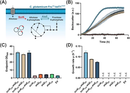 Screening for the most active D -allulose 6-phosphate 3-epimerase in strain Fruneg-IolT1T351P via growth in D -allulose minimal medium. (A) Schematic overview of D-allulose metabolism in C. glutamicum Fruneg-IolT1T351P via plasmid-based expression of the genes for fructokinase (scrK) and D-allulose
