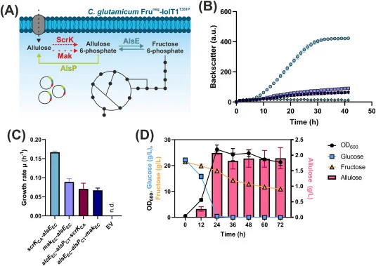 Influence of MakEC on growth with D -allulose and on D -allulose production in strain Fruneg-IolT1T351P. (A) Overview of D-allulose metabolization in C. glutamicum with ScrK, Mak, AlsE and AlsP. (B) Growth experiment with strains expressing the genes indicated in panel C in CGXII medium with 40 g/L