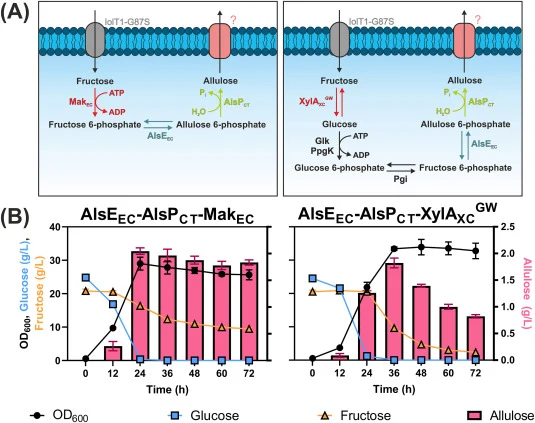 Influence of IolT1-G87S on D -allulose formation. (A) Overview of D-allulose formation from D-fructose via phosphorylation-dephosphorylation (left panel) and isomerization-dephosphorylation (right panel). (B) Production of D-allulose by the Fruneg-IolT1G87S strain, transformed with pPREx2-alsE EC-al