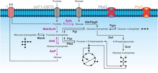 Sugar metabolism and D -allulose production in C. glutamicum Fruneg-IolT1G87S. The black arrows illustrate endogenous reactions in C. glutamicum. The violet arrows indicate reactions catalyzed by heterologous enzymes. Proteins, which have been deleted are marked with a red cross. Abbreviations: AlsE