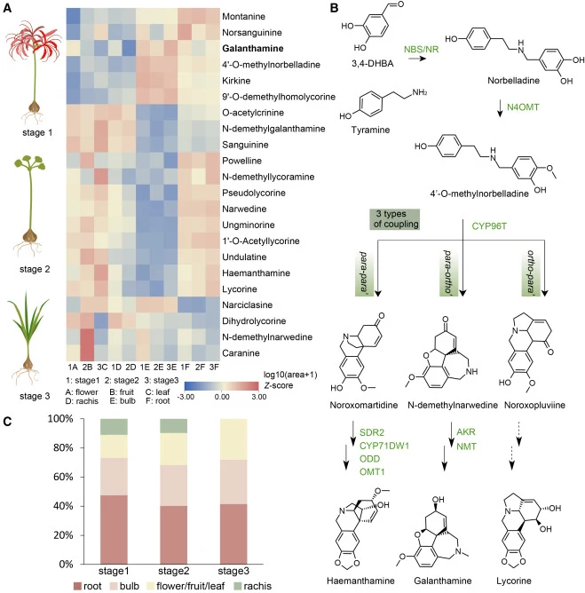 石蒜碱(AmAs)的分布及其生物合成框架。图1:(A)在石蒜(L. radiata)中检测到的代表性AmAs及其在不同发育阶段和组织中的分布模式。热图显示相对AmA丰度。对于每种代谢物,其值经log10转换,表示为log10(峰面积 + 1)。