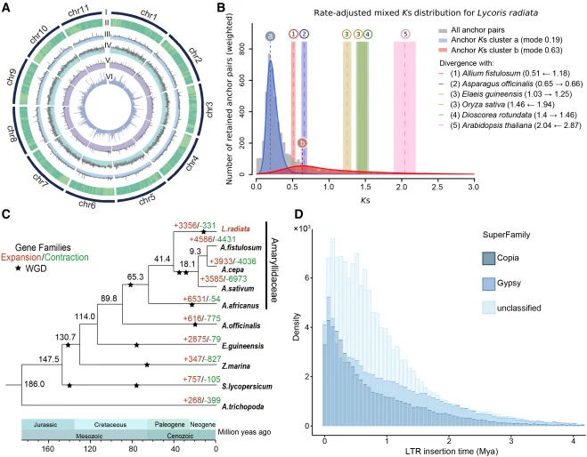 Genome features, whole-genome duplication, and evolutionary history of L. radiata . (A) Genome characteristics of L. radiata. The tracks from outside to inside show (I) chromosomes, (II) GC content, (III) density of LTR-Gypsy transposons, (IV) density of LTR-Copia transposons, (V) repeat sequences,