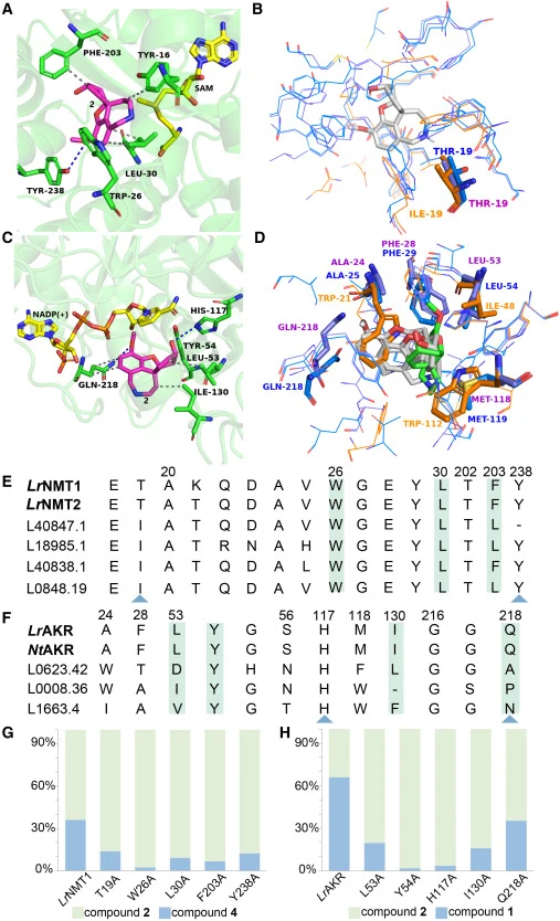 Key catalytic residues underlying LrNMT1/2 and LrAKR activity. (A) Interaction between LrNMT1 and compound 2. (B) Amino acids located within 5 Å of compound 2 (gray) in the inactive enzyme L40847.1 (orange) and the active enzymes LrNMT1 (purple) and LrNMT2 (blue). Divergent amino acids are shown as