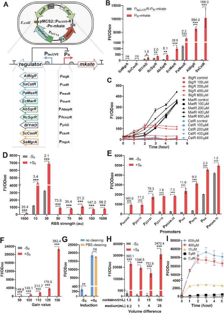 Construction and screening of potential supersulfide-sensing repressors. A) A schematic diagram of the supersulfide-sensing biosensors. The repressor gene (R) was under the control of PlacUV5, while the mkate gene was placed under the control of PR (PlacUV5-R-PR-mkate) and was repressed by the repre