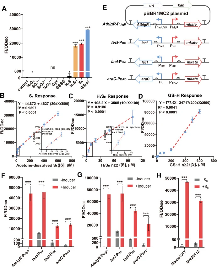 Characterization of the optimized AtBigR whole-cell biosensor (AtBigR-WCB). A) The AtBigR-WCB specificity was tested with various potential inducers. GSnH, acetone-dissolved S8, H2S, GSSG, cysteine, S4O6 2−, S2O3 2−, and SO3 2− were used at 0.4 mM; The high concentration (0.4 mM) was solely intended