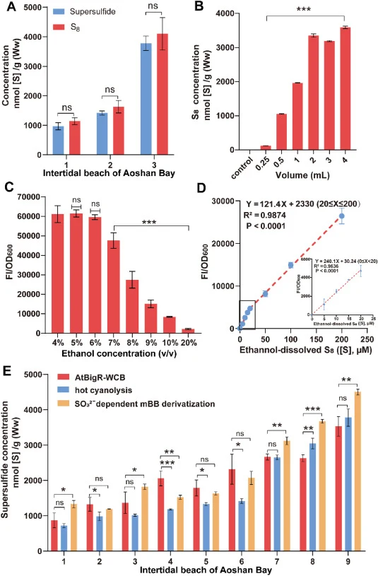 Method optimization for supersulfide detection in marine sediments and validation of the AtBigR whole-cell biosensor (WCB). A) Comparative analysis of ethanol-extracted supersulfides and S8 in intertidal sediments using SO3 2--mediated mBBr derivatization and HPLC-UV detection, respectively. B) Extr