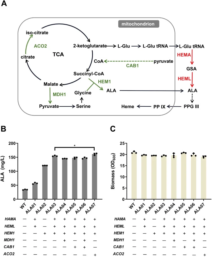 Engineering S. cerevisiae CENPK.2-1C for ALA overproduction. (A) Schematic diagram of ALA biosynthesis in engineered S. cerevisiae. Exogenous and endogenous genes are indicated in red and green, respectively. Dashed lines represented multiple steps. (B) ALA titers of the engineered strains. (C) Maxi