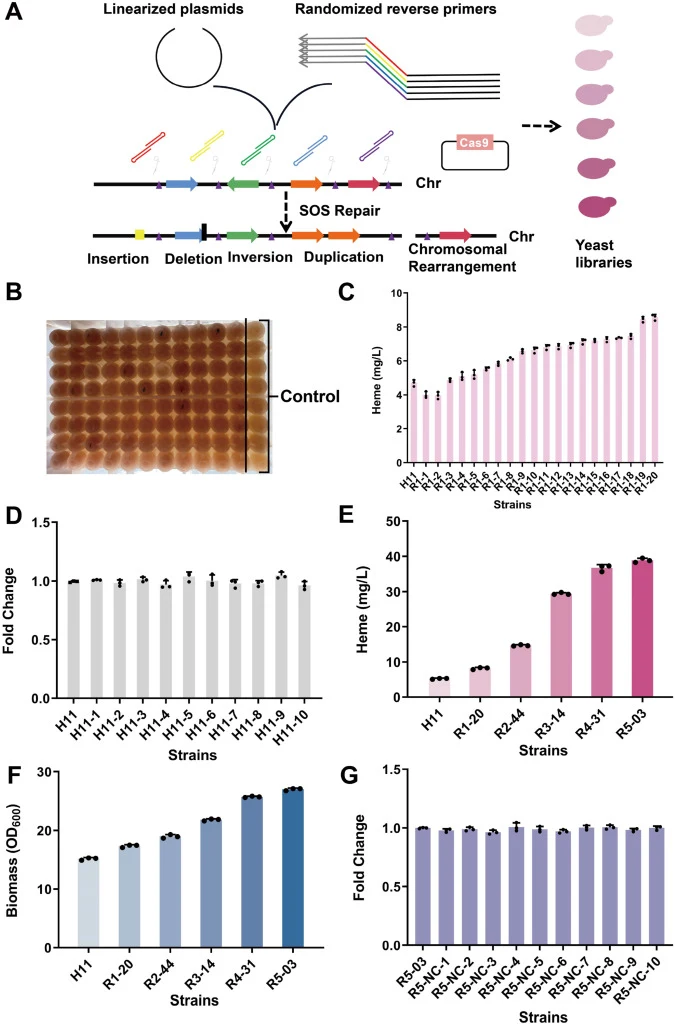 Evolution of high heme-producing strains based on CARM. (A) Schematics of CARM construction. (B) The heme color changes of mutant of stain H11 treated by CARM. (C) The heme titers of the top 20 strains selected in primary screening. (D) Relative performances of strain H11 and 10 random transformants
