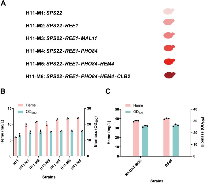 迭代联合过表达SPS22、REE1、MAL11、PHO84、HEM4和CLB2对血红素产量的影响。(A)依次迭代组合SPS22、REE1、MAL11、PHO84、HEM4和CLB2的模式。(B)顺序优化菌株的血红素滴度和最大生物量。(C)血红素滴度。
