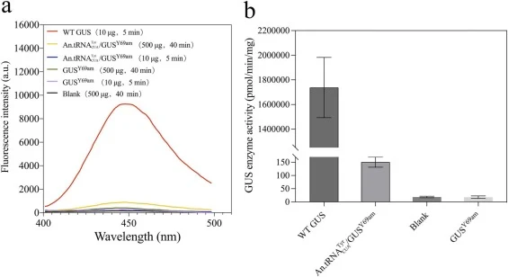 Evaluation of the occurrence of amber suppression in A. nidulans by GUS activity. (a) GUS activity of the cell extracts from each strain. The cell extracts was obtained from the fungal mycelia cultured for 14 hours. 1 mL of the GUS activity assay reaction solution contained 2 mM 4-MUG, and its fluor