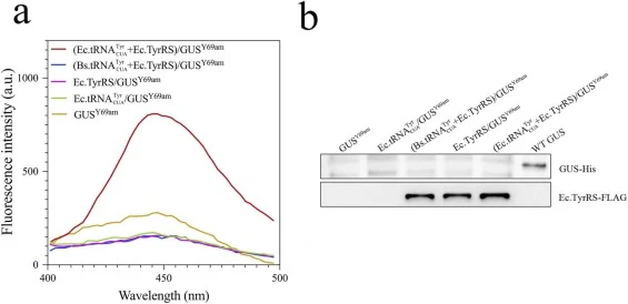 Selection of orthogonal pair combinations of tRNATyr CUA and TyrRS in A. nidulans. (a) Fluorescence assays for GUS activity of each strain. Cell extracts comtaining 500 μg of protein from 14 hours cultured mycelia was used for the GUS activity assay. The reaction time was 40 min. The recombinant str