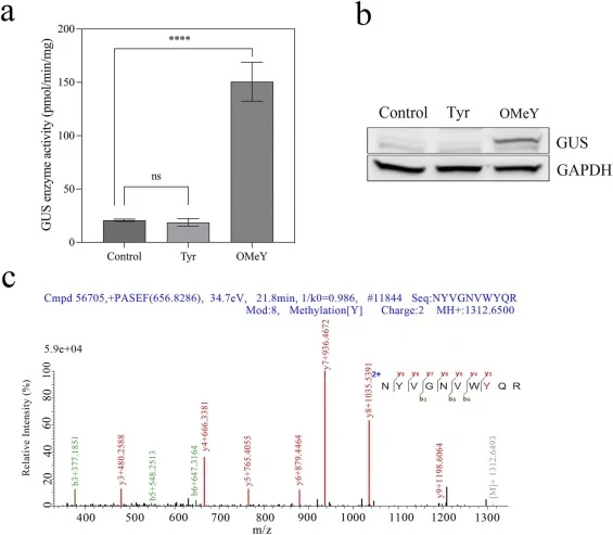 Incorporation of OMeY into GUS in A. nidulans. (a) Effect of exogenously added tyrosine (Tyr) and OMeY on amber suppression in (Ec.tRNATyr CUA+Ec.TyrRS*)/GUSY69am. Ec.TyrRS*: Ec.TyrRS sextuple mutant. Control: no exogenous amino acid. Tyr and OMeY: addition of 1 mM Tyr and OMeY respectively. The occ