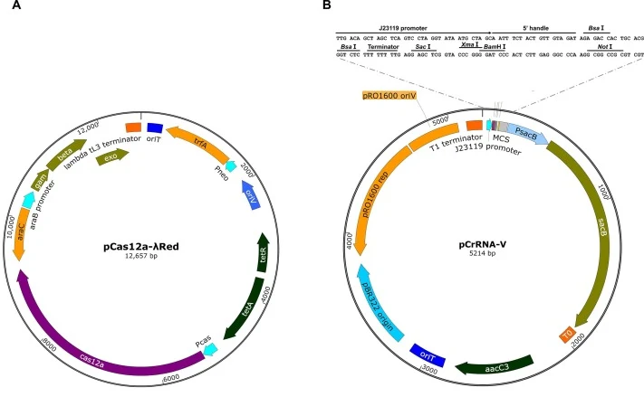 使用SnapGene 3.1 (GSL Biotech LLC)创建的pCas12a-λRed和pCrRNA-V质粒图谱。 (A) 质粒pCas12a-λRed携带Fncas12a基因,该基因通过天然Cas9启动子P Cas 表达;λRed重组酶基因(gam、bet和exo)由L-阿拉伯糖诱导型启动子驱动。