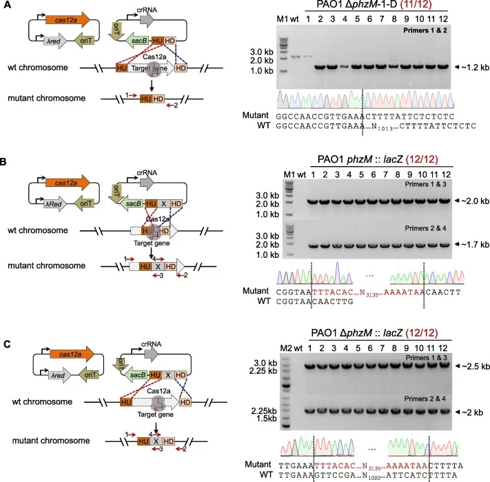 The CRISPR-Cas12a based system enables highly efficient gene deletion, insertion and replacement in the P. aeruginosa PAO1 strain. (A) Left panel, schematic diagram of gene deletion by the two-plasmid editing system; right panel, colony PCR and sequencing results for the deletion of phzM. (B) Left p