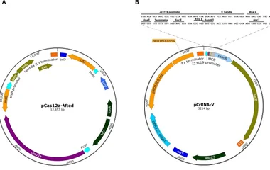 基于CRISPR-Cas12a的铜绿假单胞菌高效基因组编辑