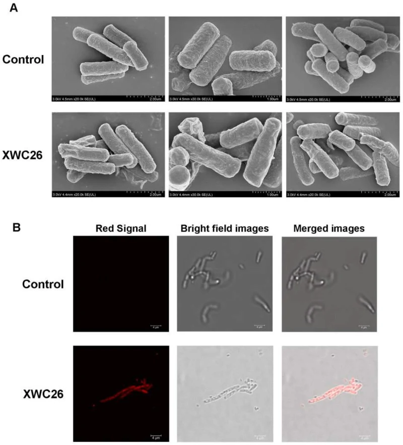 XWC26对蜡状芽孢杆菌的抗菌机制。（A）XWC26在2×MIC下处理1 h后蜡状芽孢杆菌ATCC 14579的SEM图像。（B）XWC26在2×MIC下处理1 h后蜡状芽孢杆菌ATCC 14579的激光共聚焦显微镜图像。