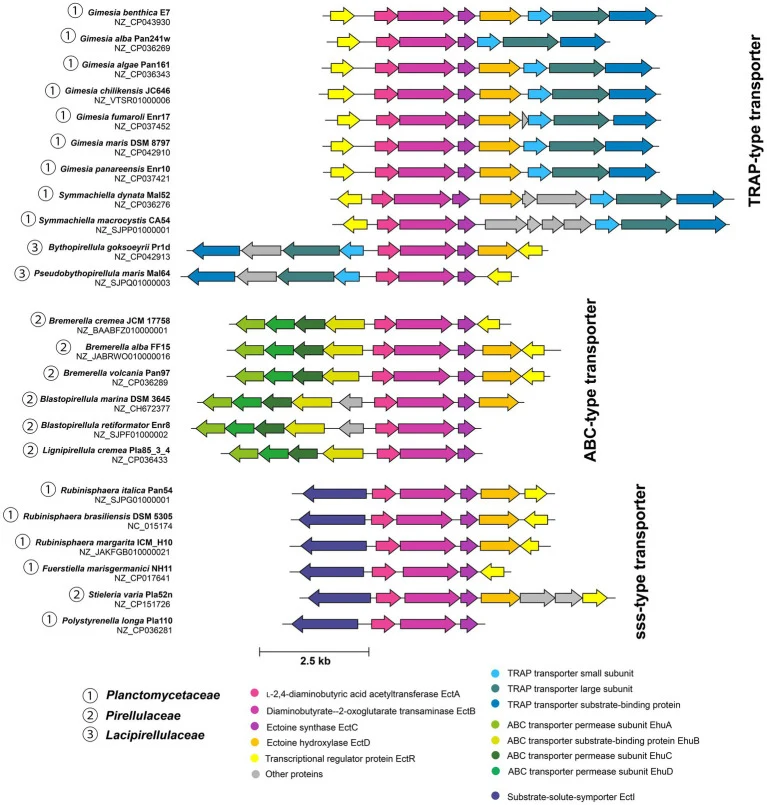 Representative ect bio synthetic gene clusters in type strains of Planctomycetota . Gene clusters are grouped by associated ectoine/hydroxyectoine transporter types: group I – TRAP-type (TeaABC/UehABC) ( Kuhlmann et al., 2008 ; Lecher et al., 2009 ); group II – ABC-type (EhuABCD) ( Hanekop et al., 2