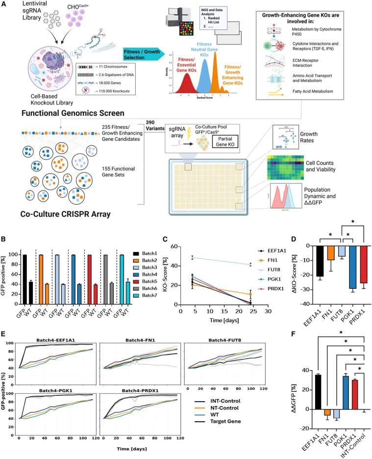 Validation of growth-enhancing gene knockouts in CHO cells using a high-throughput co-culture assay (A) Schematic overview of the experimental workflow combining genome-wide CRISPR screen candidates with co-culture validation. A lentiviral library targeting 17,761 expressed genes was transduced into