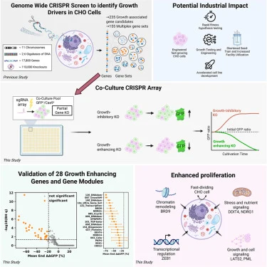 A high-throughput co-culture CRISPR array for rapid fitness