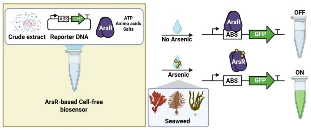 Schematic overview of a cell-free biosensor for arsenic detection in seaweed.