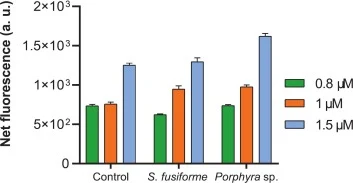 Analytical validation of arsenic detection in complex seaweed matrices via spike-and-recovery assays. The fluorescence response of the cell-free biosensor was assessed across various concentrations of arsenite (As3+) spiked into a standard buffer (control), Sargassum fusiforme (hijiki) extract, and
