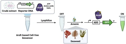 Field-deployable, lyophilized cell-free biosensor for robust