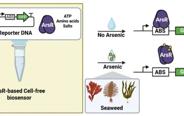 海藻基质中无机砷现场快速检测：冻干无细胞生物传感器的开发