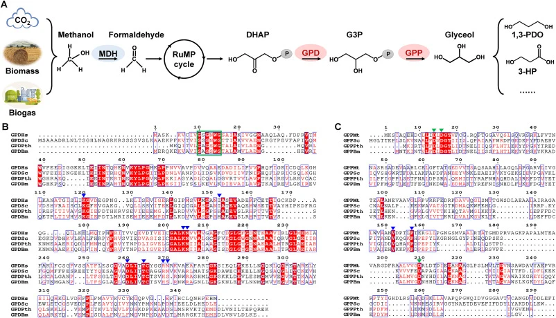 Pathway and enzymes for methanol bioconversion to C3 building block glycerol for sustainable chemical production. (A) Schematic illustration of the metabolic pathway for methanol to glycerol bioconversion in B. methanolicus. Heterologous enzymes are highlighted in red. MDH, methanol dehydrogenase. G