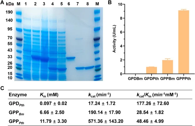 Purification and characterization of thermostable GPD and GPP enzymes. (A) Heterologous expression and purification of GPD and GPP from B. methanolicus and P. thermoglucosidasius. Lane M: protein molecular mass markers; lane 1: supernatant of cell extracts of E. coli BL21(DE3); lane 2: supernatant o