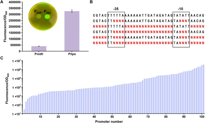 Construction and evaluation of a synthetic P hps promoter library in B. methanolicus. (A) Strength comparison of P mdh and P hps promoters in B. methanolicus. (B) Design of the synthetic P hps promoter library. The sequences of wild-type promoter and random mutation library are shown. The degenerate