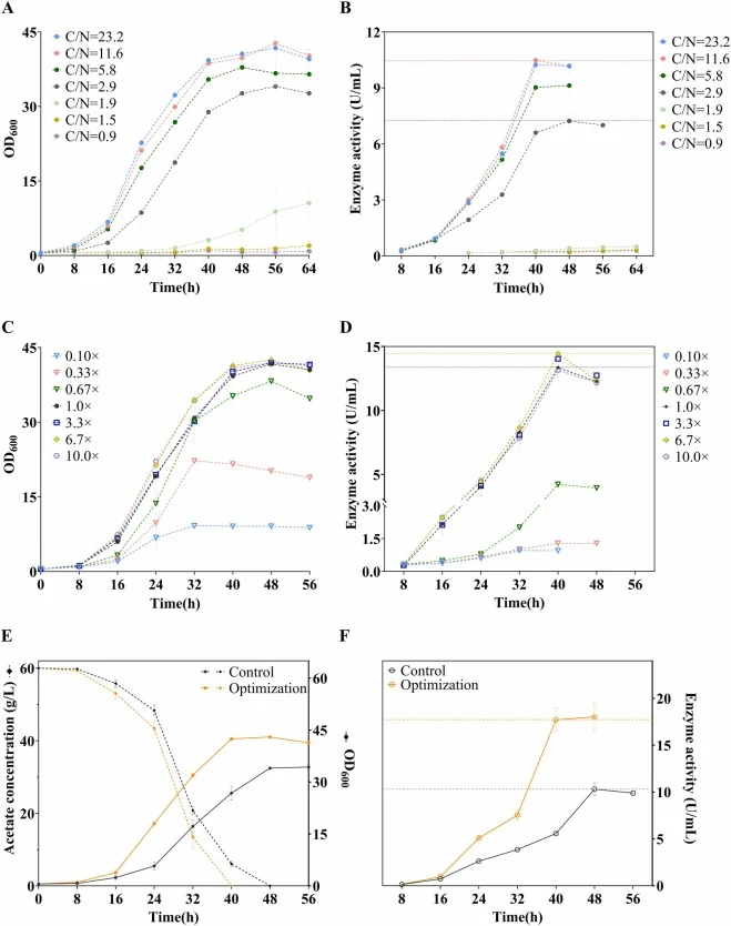 Optimization of medium composition. Strain growth (a) and the extracellular enzyme activities during cultivation (b) in media with different C/N ratios. Strain growth (c) and the extracellular enzyme activities during cultivation (d) in media with varying concentrations of Ca²⁺ and Mg²⁺. (e) Growth