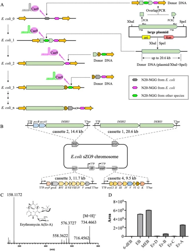 Synthesis of erythromycin A via chromosomal integration in E. coli. (A) A reusable target sites-based strategy for chromosomal integration of large and small DNA fragments in E. coli. (B) E. coli sZG9 harboring chromosomally integrated genes required for erythromycin A biosynthesis. (C) LC-MS/MS det