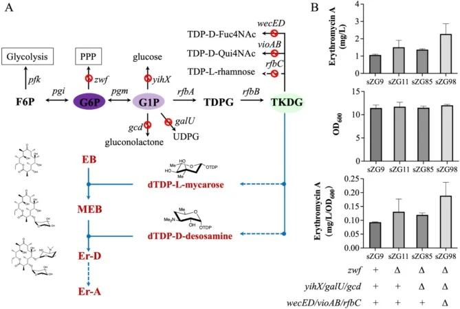 Impact of gene knockout on erythromycin A biosynthesis. (A) Strategy for improving erythromycin A production via gene knockout. (B) Erythromycin A production, biomass, and specific production of E. coli sZG9, sZG11, sZG85, and sZG98. The data were generated from three independent experiments. Error