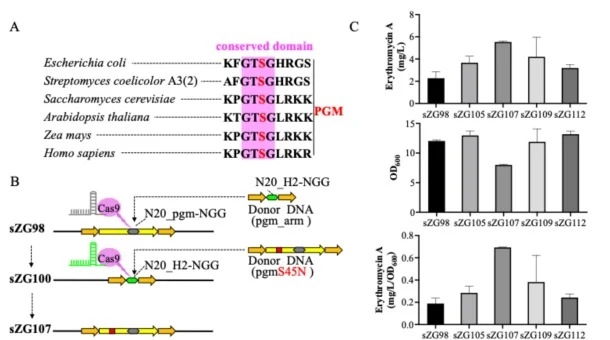 Effect of mutations at the negative regulatory site of phosphoglucomutase (PGM) on erythromycin A biosynthesis. (A) Conserved domains of PGM across different species. (B) Strategy for saturation mutagenesis at Ser45 of PGM. (C) Erythromycin A production, biomass, and specific production of strains s