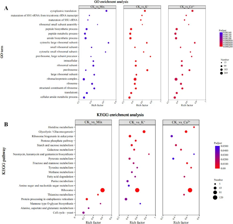 GO enrichment scatter plot of differentially expressed genes (A); Scatter plot showing KEGG pathway enrichment of differentially expressed genes (B). CK, control group (untreated); K+, Ca2+ and Mix treatment groups were supplemented with 15.64 g/L K+, 8.17 g/L Ca2+ and 15.64 g/L K+ + 8.17 g/L Ca2+ +