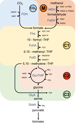 Core module of the reductive glycine pathway implemented in this study. The pathway is divided into several modules. The CO2 and M modules convert CO2 and methanol to formate, respectively. Formate is then converted to 5,10-methylene-THF in the C1 module. Subsequently, the 5,10-methylene-THF is conv