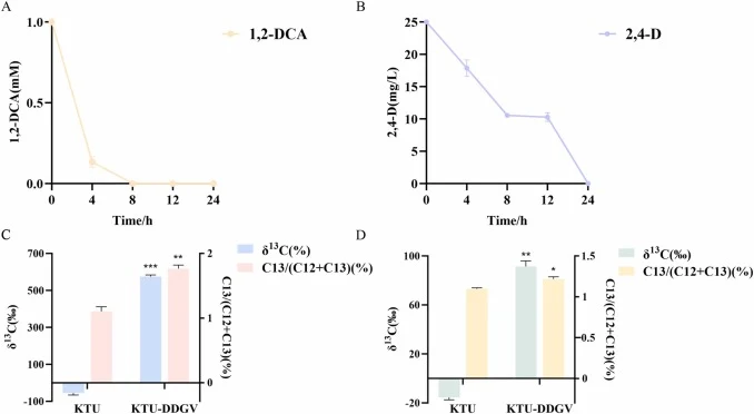 (A) DCA degradation by strain KTU-DDGV in wastewater. (B) 2,4-D degradation by strain KTU-DDGV in wastewater. (C) DCA mineralization by strain KTU-DDGV in wastewater. (D) 2,4-D mineralization by strain KTU-DDGV in wastewater. For stable isotope assay, strain KTU-DDGV was incubated in wastewater supp