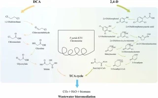 Metabolic engineering of Pseudomonas putida for mineralizati