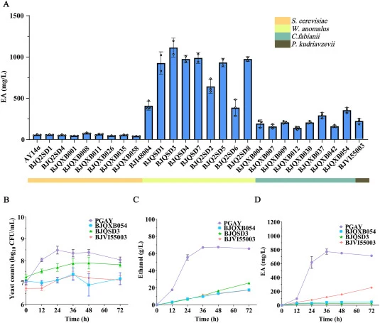 Isolation of high-yielding EA yeast strains and comparison of their fermentation performance with PGAY. A. Comparison of EA production of isolated yeast strains. B. The change of yeast cell number during fermentation. C. The change of ethanol content during fermentation. D. The change of EA content