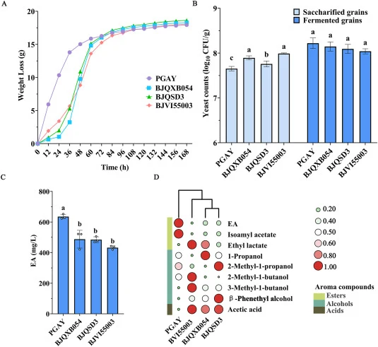 Comparison of fermentation performance of diploid S. cerevisiae with non-Saccharomyces yeasts in simulated solid-state fermentation of XQLAB. A. CO2 weight loss during fermentation B. Cell count of strains at different stages. C. EA in Baijiu samples fermented by different strains. D. Heat map of ma