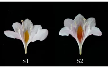 锦带花发育期花瓣颜色转变的类胡萝卜素与花青素生物合成时间分区