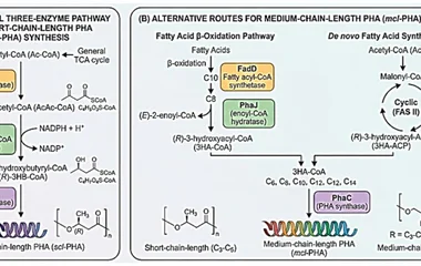 Simplified scheme of the polyhydroxyalkanoate (PHA) biosynthetic pathway. ( A ) Canonical three-enzyme pathway for short