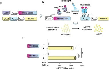Design and validation of VPAD-EL222 light-sensitive activation systems. ( a ) The composition of VPAD-EL222-based light-