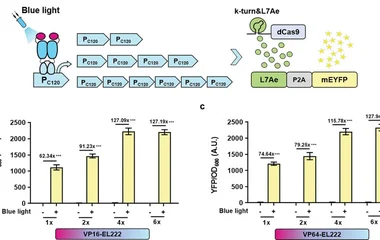 Optimization of the VPAD-EL222 light-sensitive systems. ( a ) Optimization of the copy number of the C120 promoter. VPAD