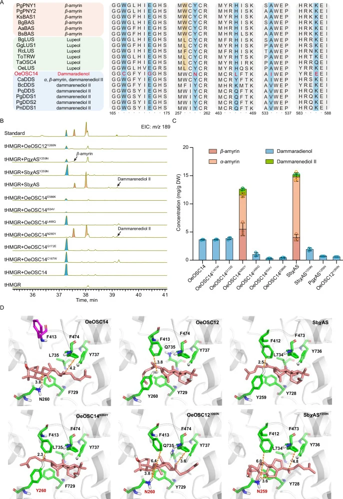 A Multiple sequence alignment of OeOSC14 and representative OSCs, highlighting active-site residues (blue) and positions