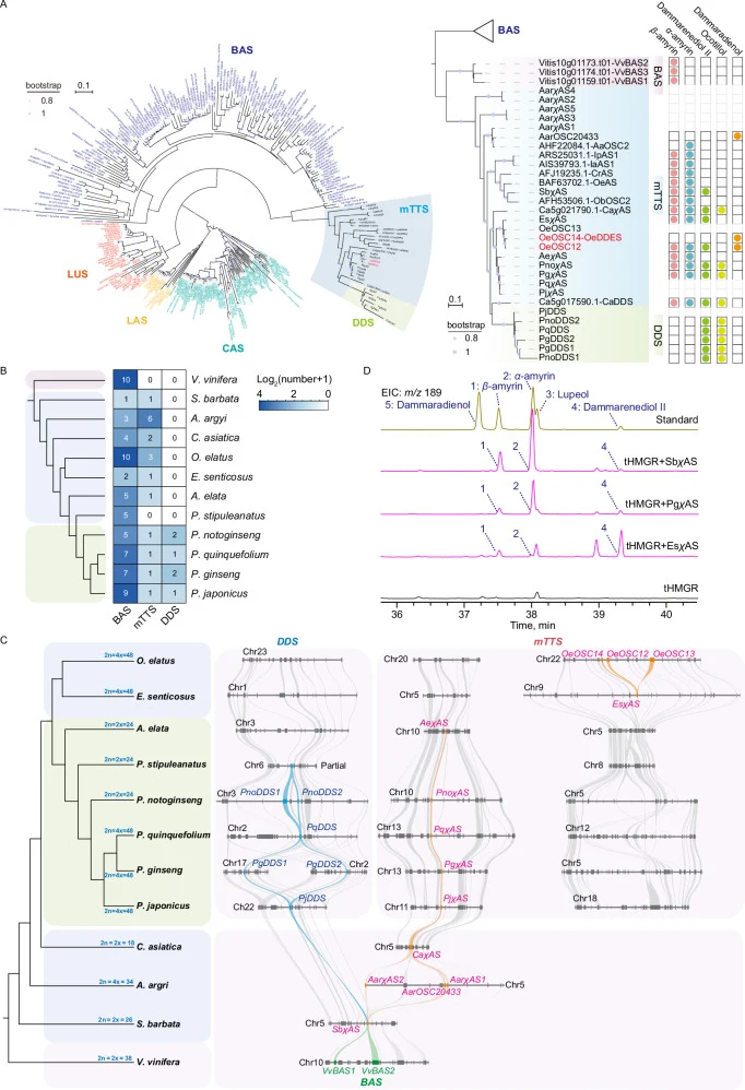 A A maximum-likelihood phylogeny of functionally characterized eudicot OSCs together with all predicted OSCs from V. vin