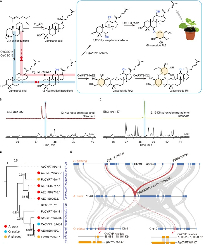 A Proposed biosynthetic route toward RK-type ginsenosides in O. elatus and P. ginseng . Red and blue lines indicate the pathways in P. ginseng and O. elatus , respectively. CYP, cytochrome P450; UGT, UDP-glycosyltransferase. B GC–MS extracted-ion chromatograms ( m / z 202) of O. elatus leaf extracts