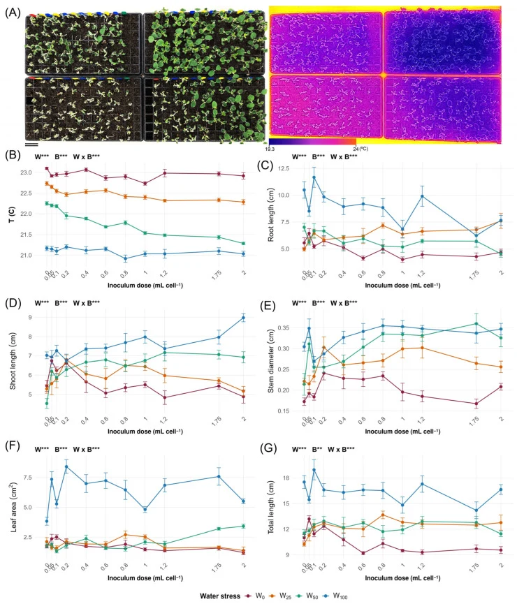 Thermal and architectural responses of soybean seedlings to water regime and Bacillus subtilis and Bacillus amyloliquefaciens inoculum dose. ( A ) Representative visible and radiometric images acquired at the end of the 15-day restriction period; these images illustrate canopy coverage and surface-t